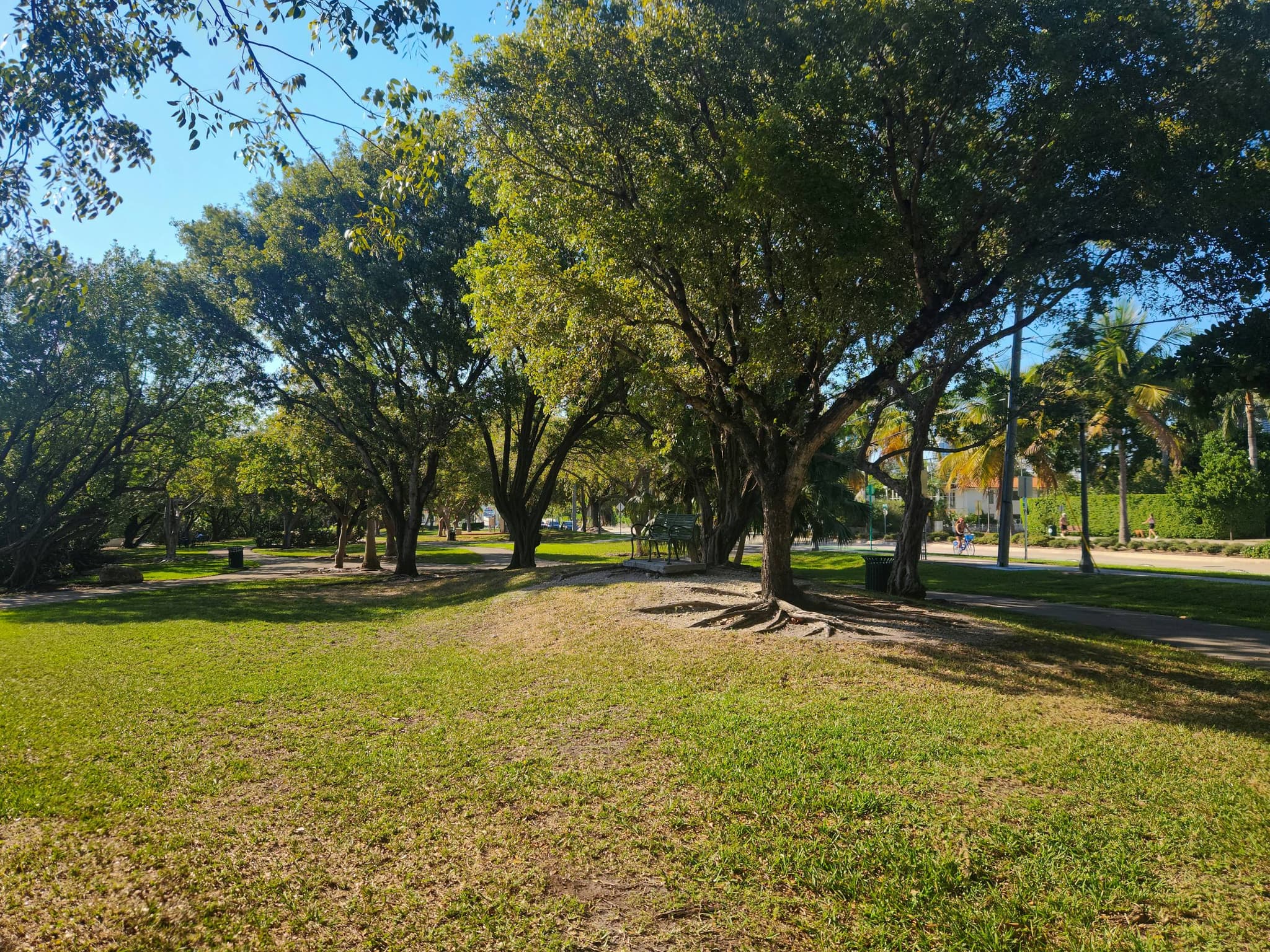 Arborist Reports from First American Arborists across South Florida