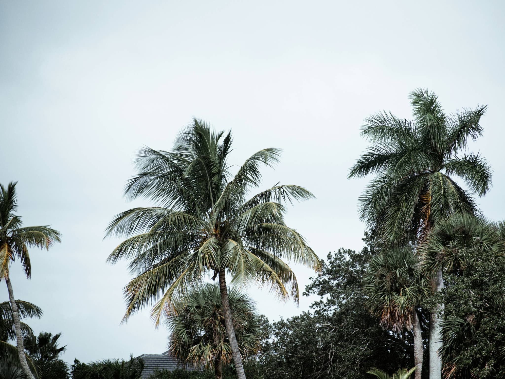Tree Relocations from First American Arborists across South Florida